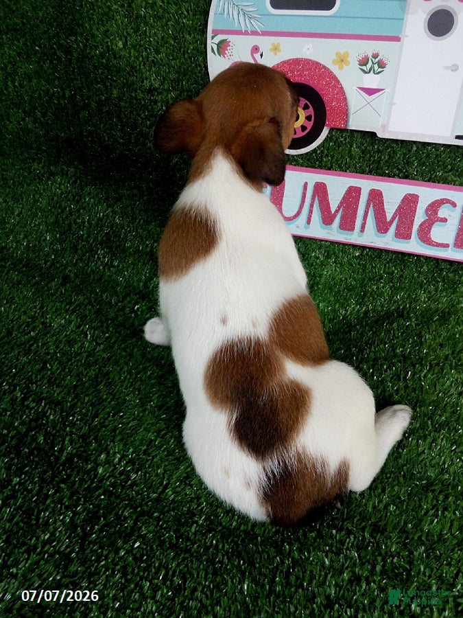 Jack Russell Terrier dogs Kathy - Ad 2