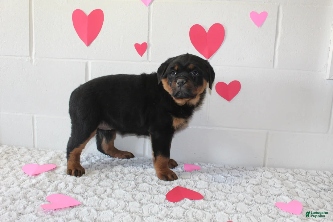 Rottweiler dogs for sale: Chloe - Ad 5