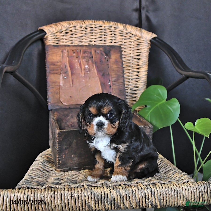 Cavalier King Charles Spaniel dogs Dakota - Ad 2