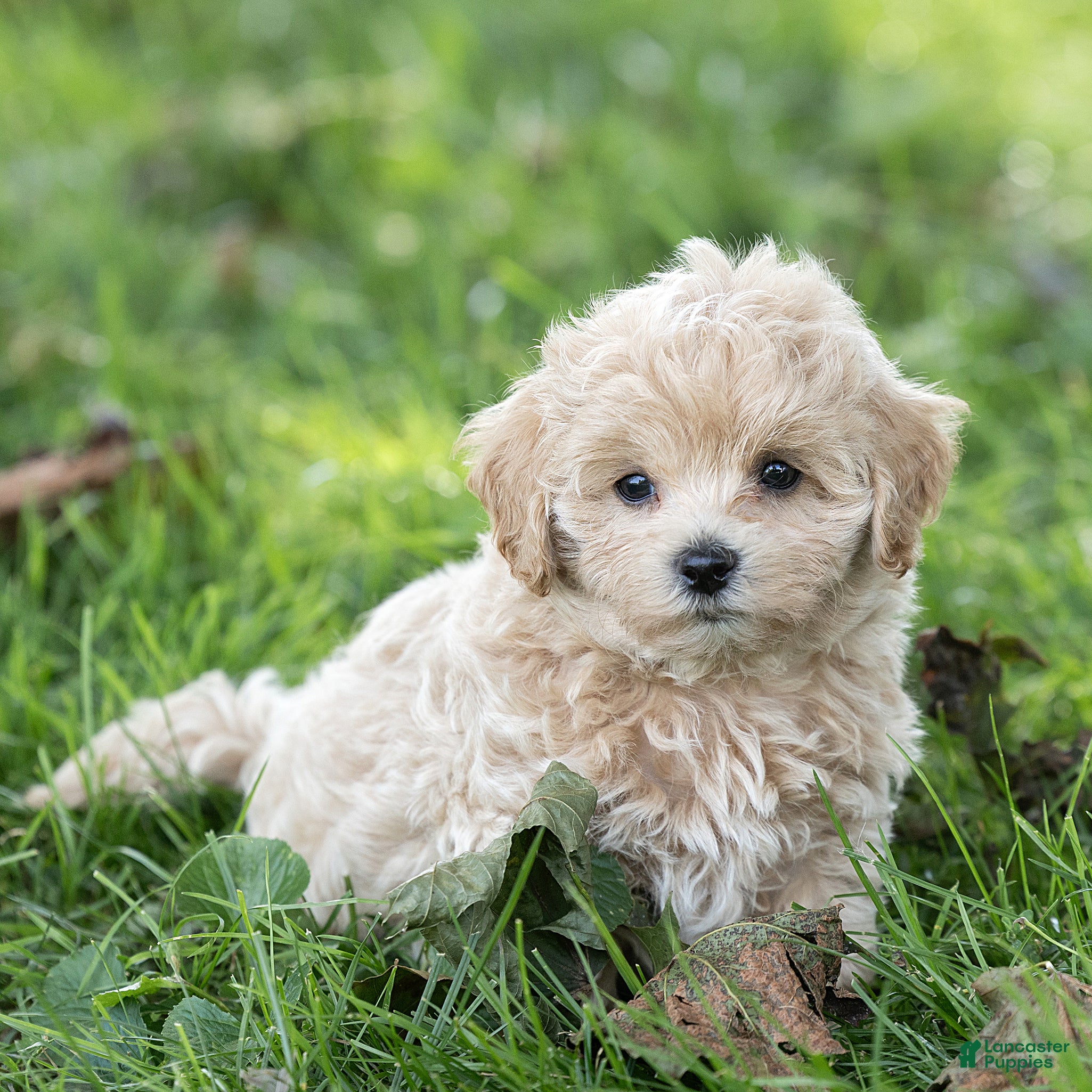 Maltipoo dogs Oscar Maltipoo  - Ad 2