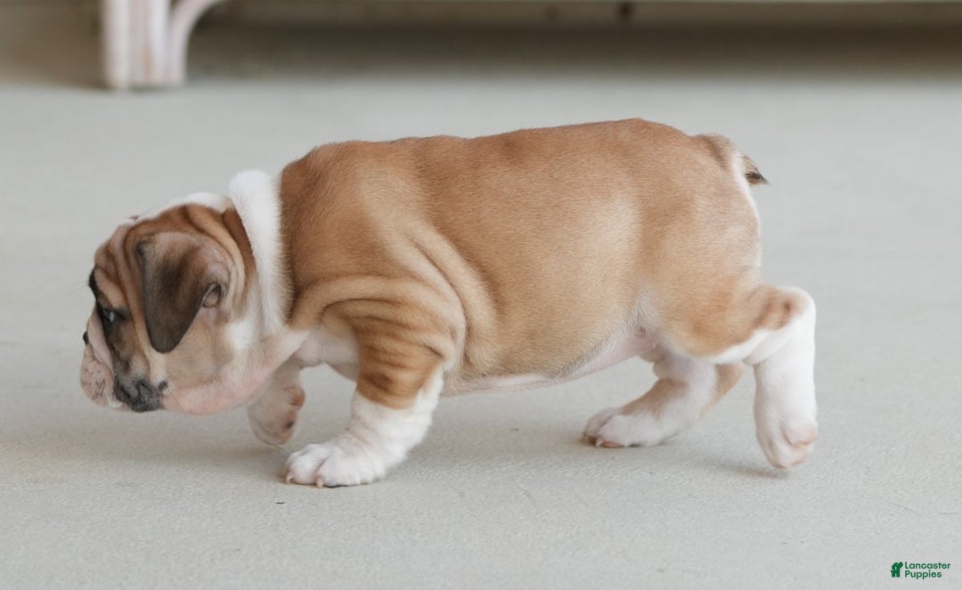 English Bulldog dogs for sale: Amber - Ad 8