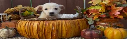 Labrador Retriever dogs for sale: Labrador Retriever 3 - Ad 3