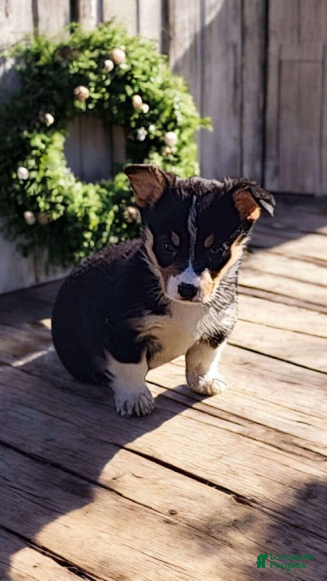 Welsh Corgi Pembroke dogs for sale: Donny  - Ad 1
