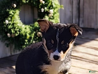 Welsh Corgi Pembroke dogs Donny - Ad 18