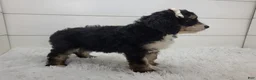 Bernedoodle dogs for sale: Brianna - Ad 4