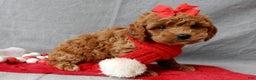 Cavapoo dogs for sale: Ginger - Ad 3