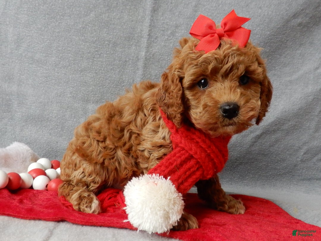 Cavapoo dogs for sale: Ginger - Ad 3