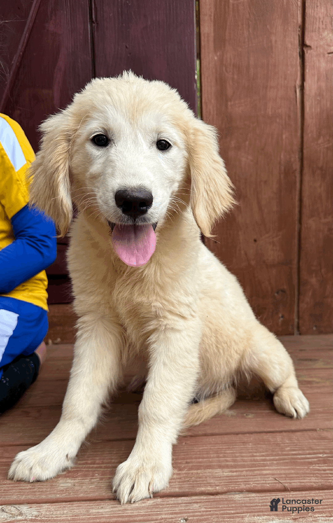 Golden Retriever dogs for sale: AKC Gretel - Ad 7