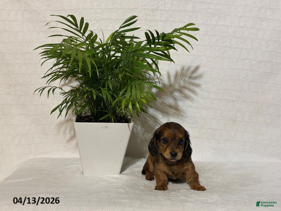 Miniature Dachshund dogs Lucy - Ad 2