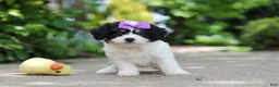 Cavachon dogs for sale: Darla - Ad 5