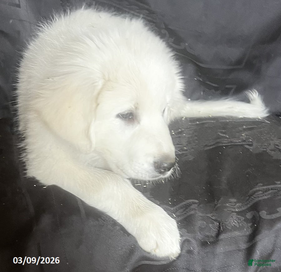 Great Pyrenees dogs Sasha - Ad 2
