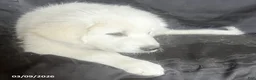Great Pyrenees dogs for sale: Sasha - Ad 2