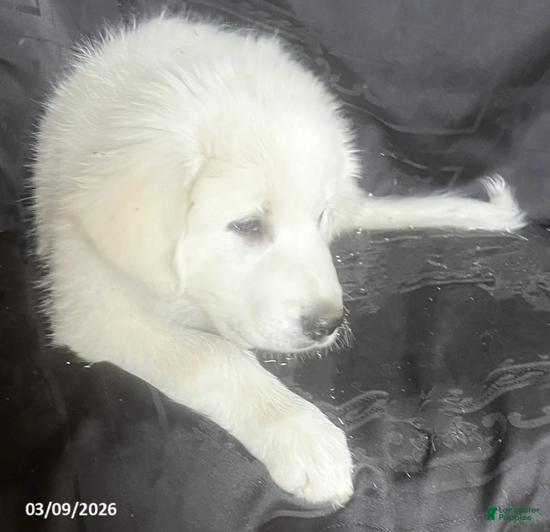 Great Pyrenees dogs for sale: Sasha - Ad 2