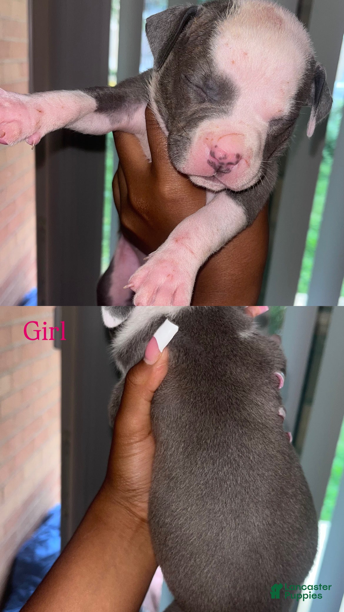 American Bully dogs American Bully 2 - Ad 22