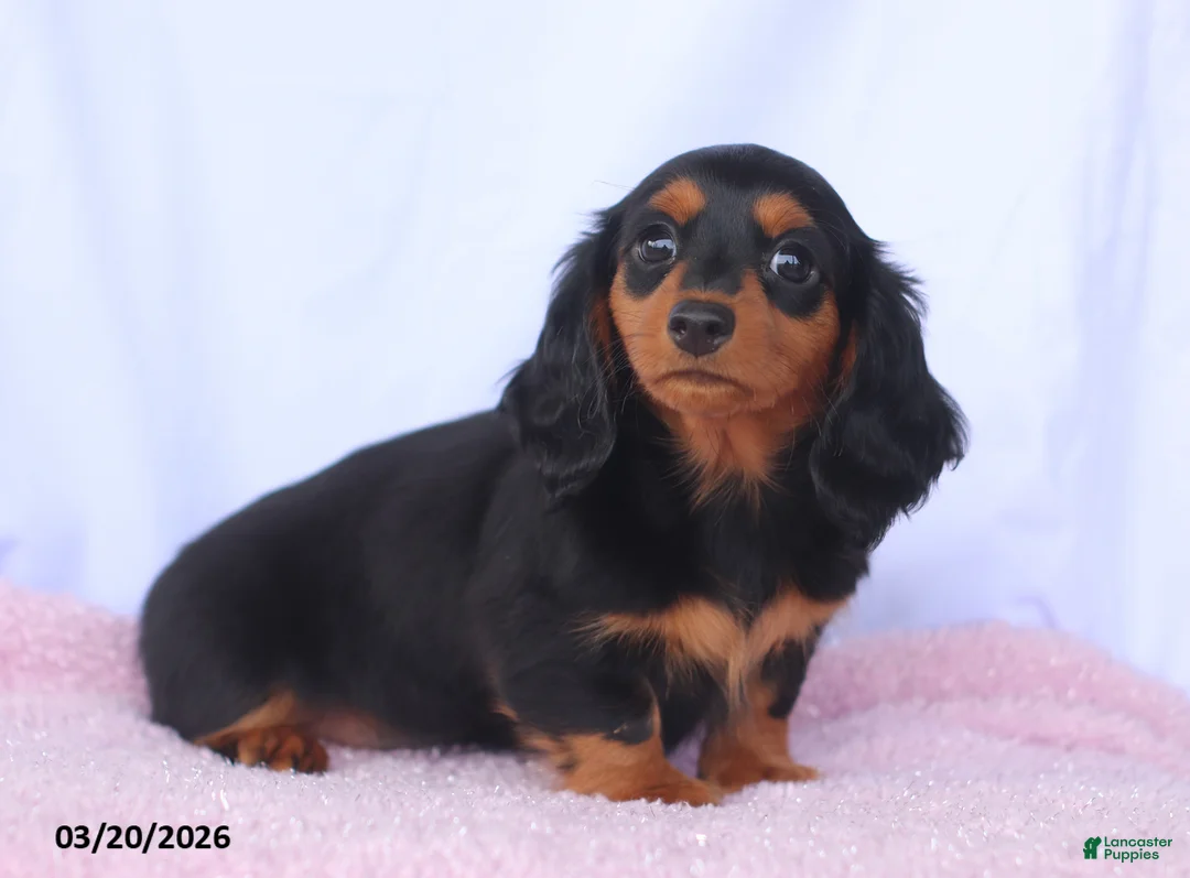 Miniature Dachshund dogs for sale: Ashley - Ad 2