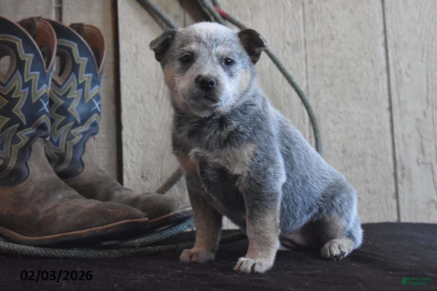 Australian Cattle Dog dogs Torry - Ad 2