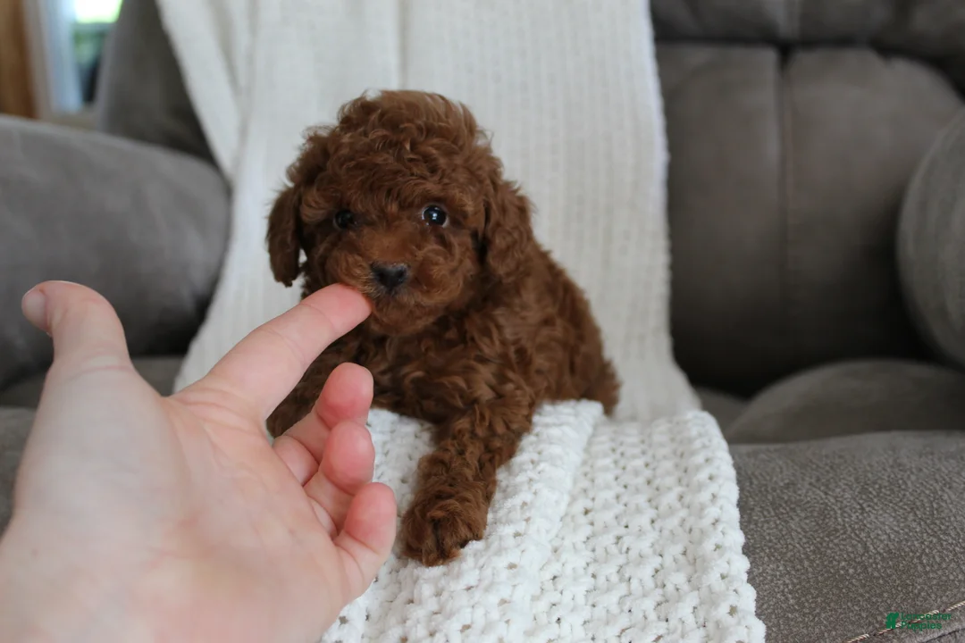 Toy Poodle dogs for sale: Mia - Ad 2