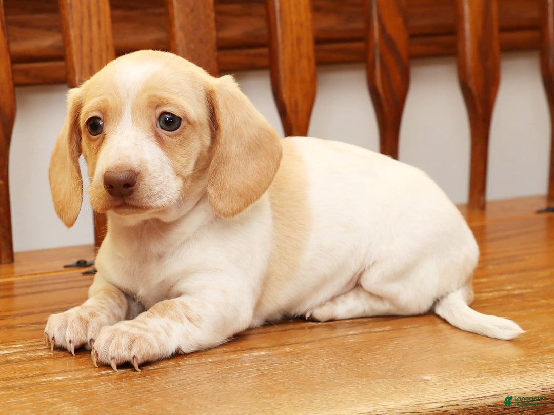 Miniature Dachshund dogs for sale: Denise - Ad 8
