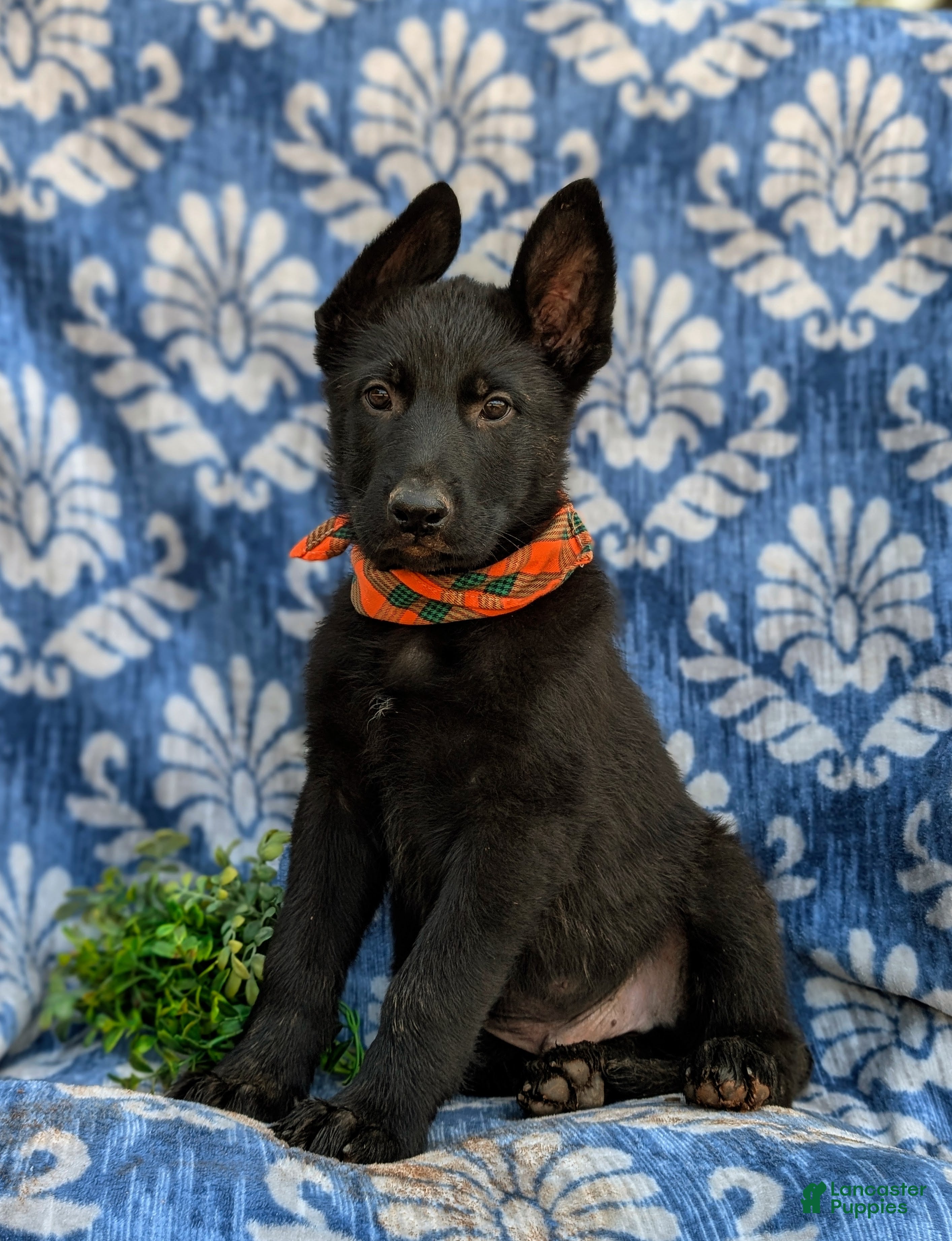 German Shepherd dogs Maxfield - Ad 1