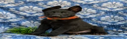 German Shepherd dogs for sale: Maxfield - Ad 1