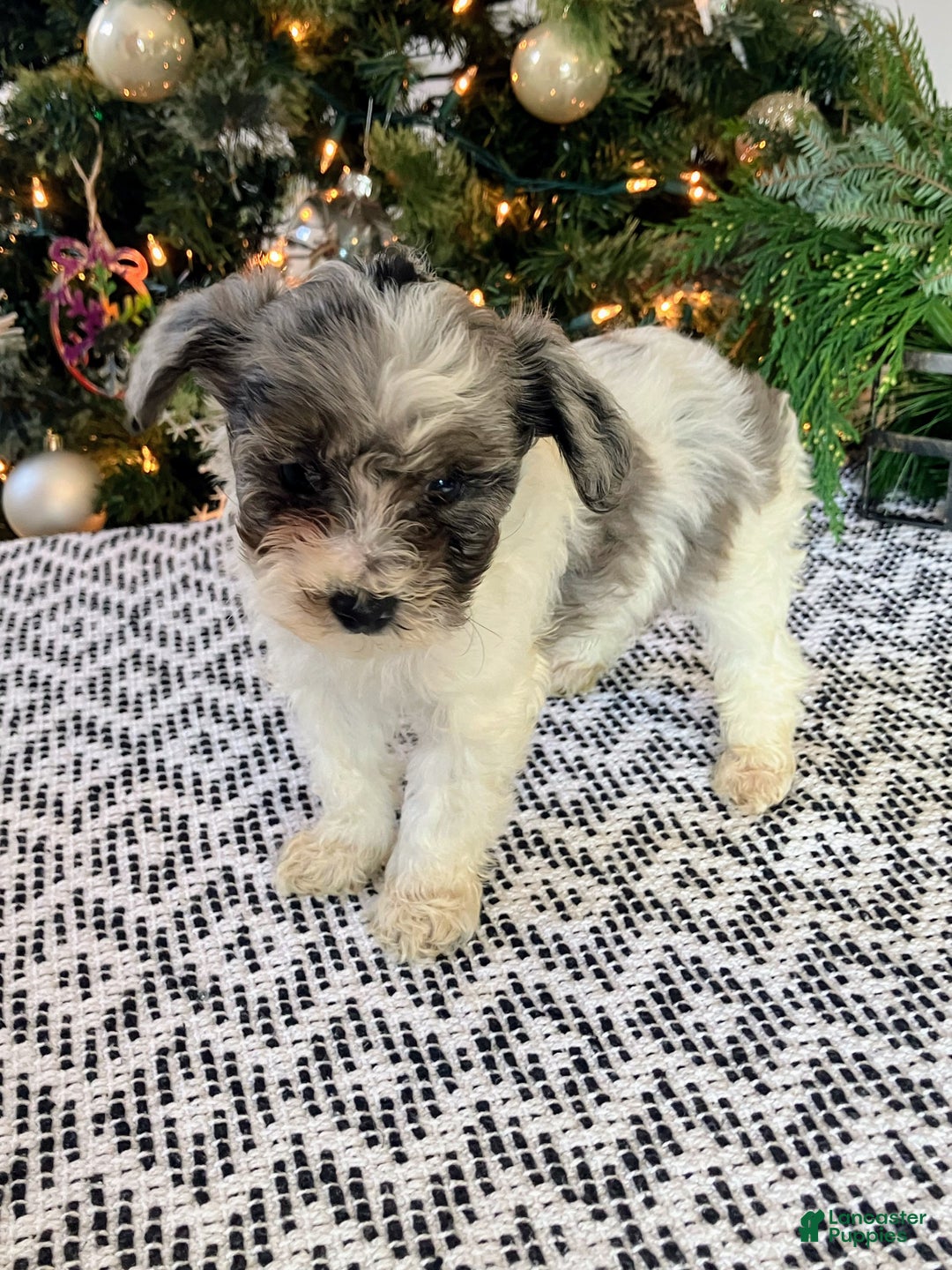 Mini Aussiedoodle dogs for sale: Tabby - Ad 3