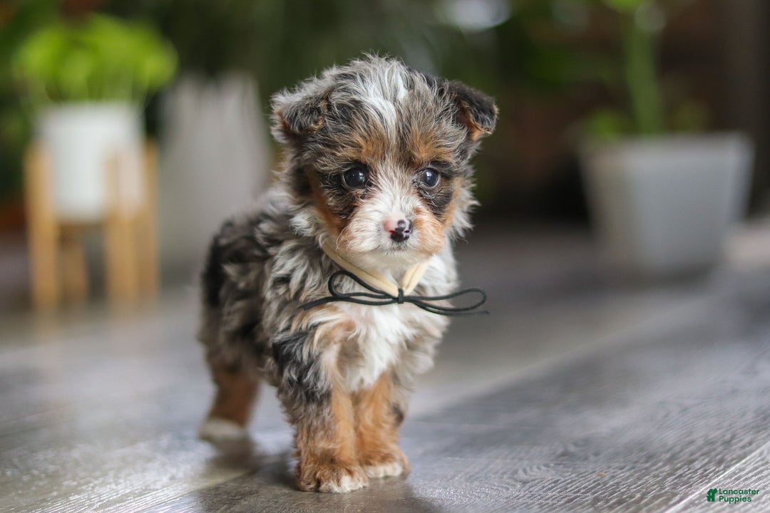 Yorkiepoo dogs for sale: Sauvage - Ad 6
