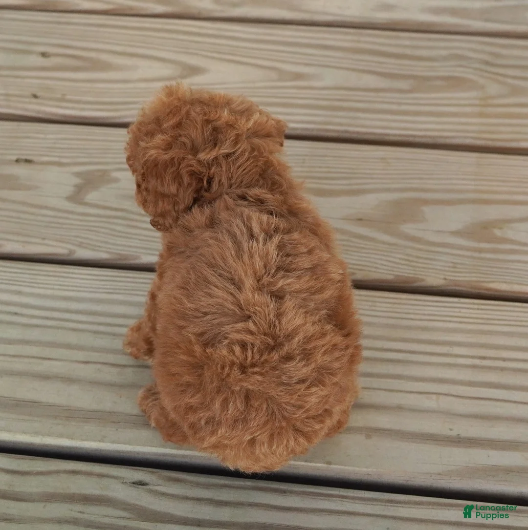 Toy Poodle dogs for sale: Red Female with white on chest - Ad 3