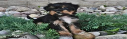 Shorkie dogs for sale: Sawyer - Ad 3