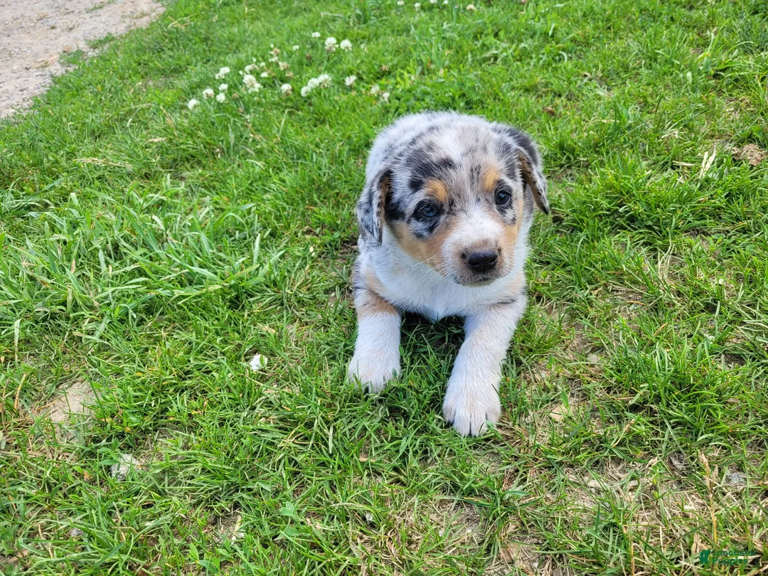 Mixed Breed dogs for sale: Kim - Ad 2