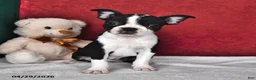 Boston Terrier dogs for sale: Polly - Ad 2