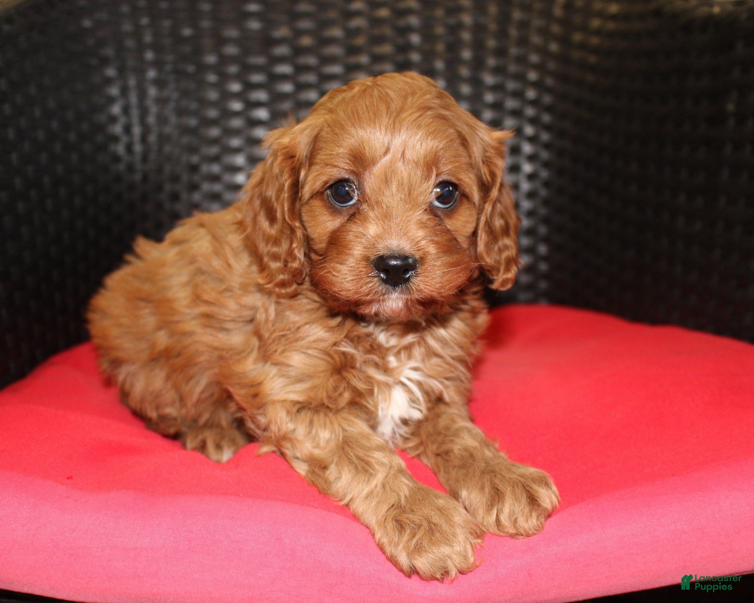 Cavapoo dogs Teddy - Ad 2