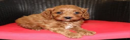 Cavapoo dogs for sale: Teddy - Ad 2