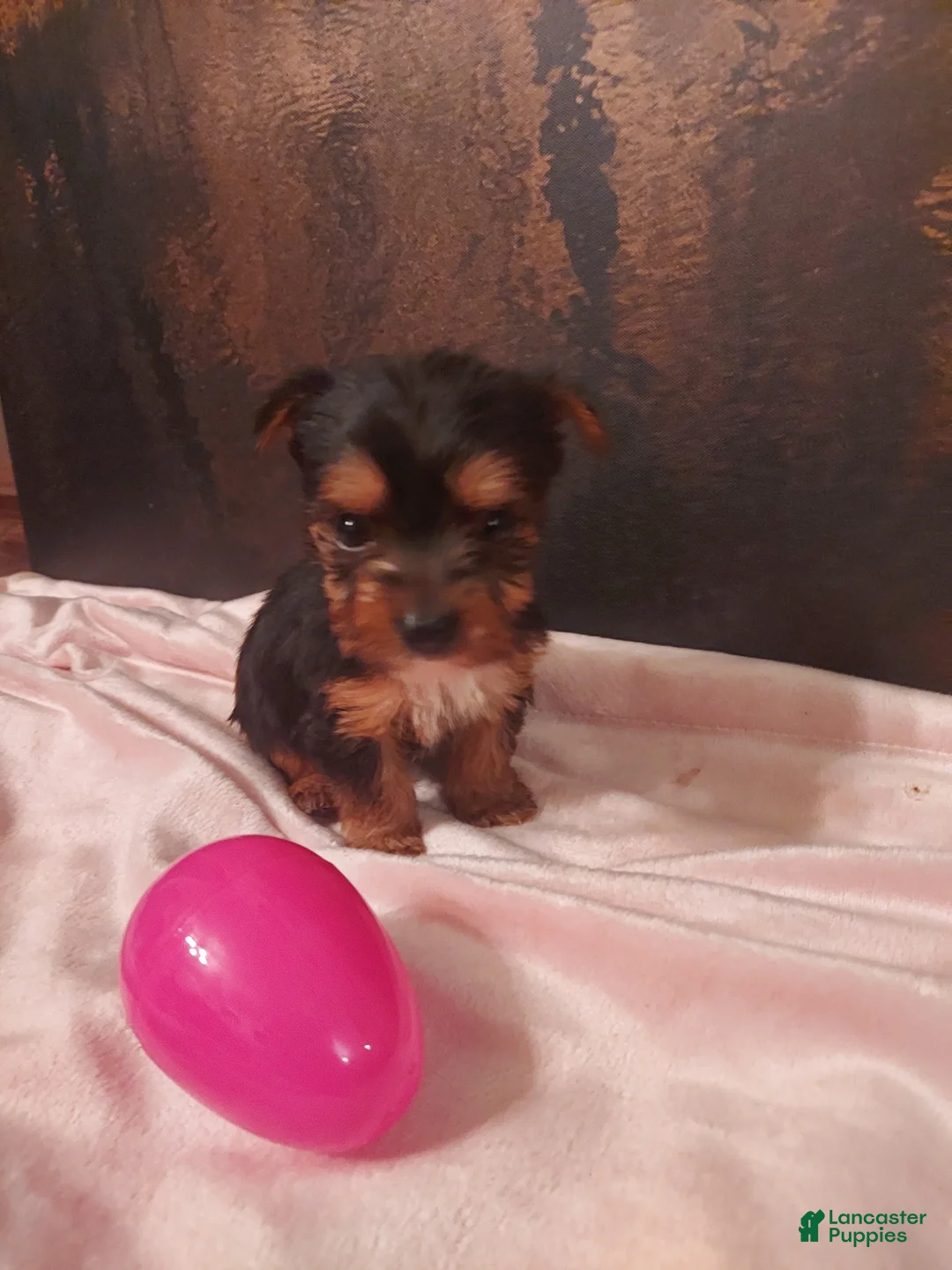Yorkshire Terrier dogs for sale: Yorkshire Terrier Puppy 4 - Ad 2