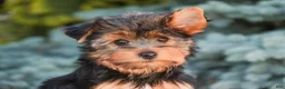 Yorkshire Terrier dogs for sale: Tahoe - Ad 4