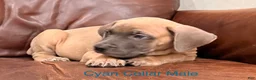 Cane Corso dogs for sale: Cane Corso Puppy Cyan Collar M - Ad 1