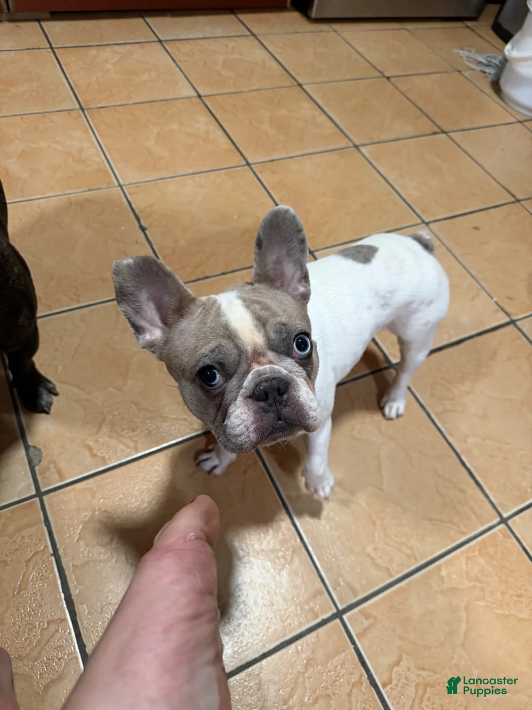 French Bulldog dogs for sale: French Bulldog Puppy 1 - Ad 7
