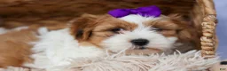 Teddy Bear dogs for sale: TRIXIE - Ad 11