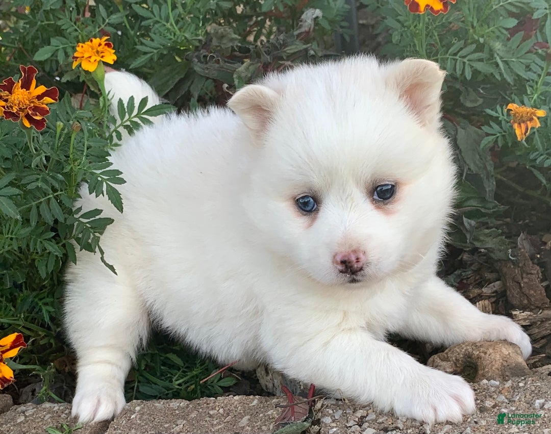 Alaskan Klee Kai dogs for sale: Sweet Petite Baby Willow~!!! - Ad 6
