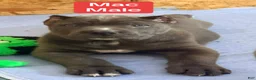 Cane Corso dogs for sale: Mac - Ad 3