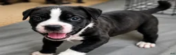Mixed Breed dogs for sale: American Corso Blue Collar - Ad 4