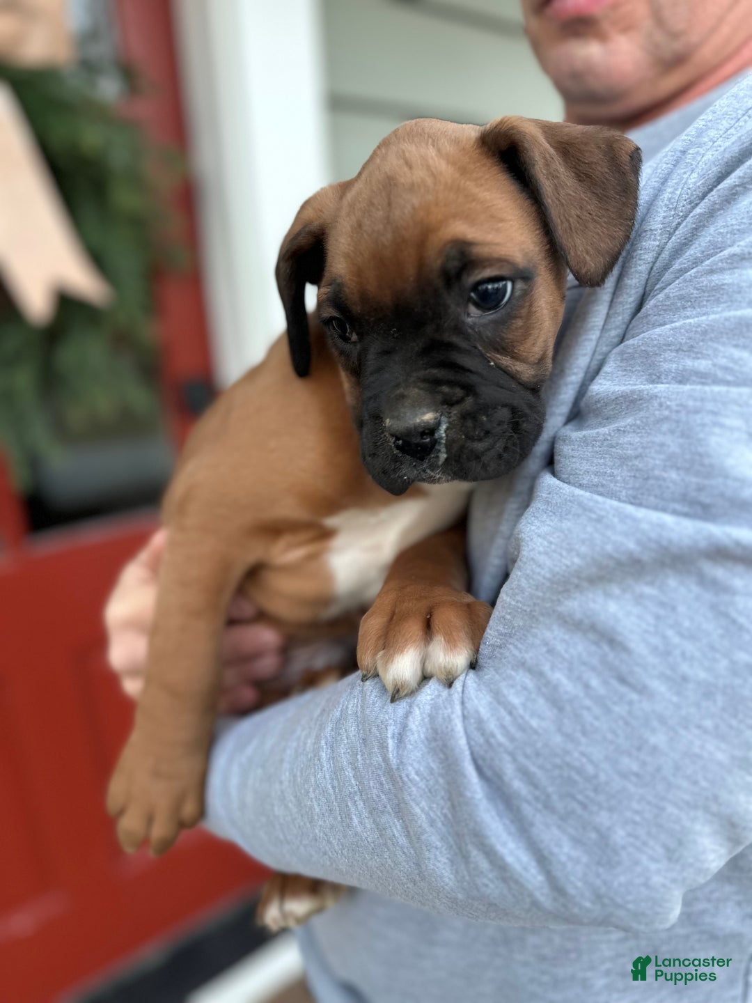 Boxer dogs for sale: Hank - Ad 3