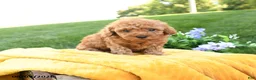 Toy Poodle dogs for sale: Flynn - Ad 3