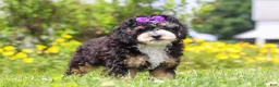 Mini Bernedoodle dogs for sale: Haley - Ad 2