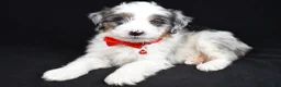 Mini Aussiedoodle dogs for sale: Seth - Ad 7