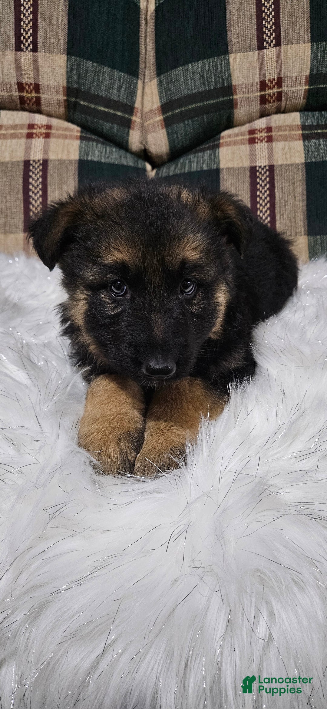 German Shepherd dogs for sale: Coco - Ad 10