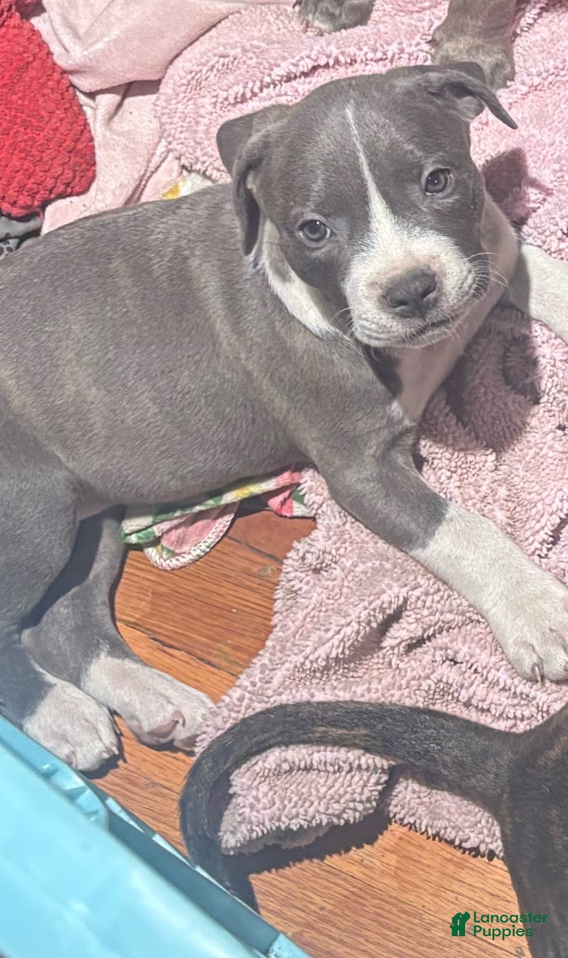 Mixed Breed dogs Mixed Breed 3 - Ad 6