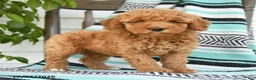 Miniature Poodle dogs for sale: Tamie - Ad 3