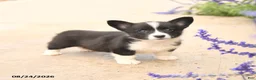 Welsh Corgi Pembroke dogs for sale: Lucy - Ad 4