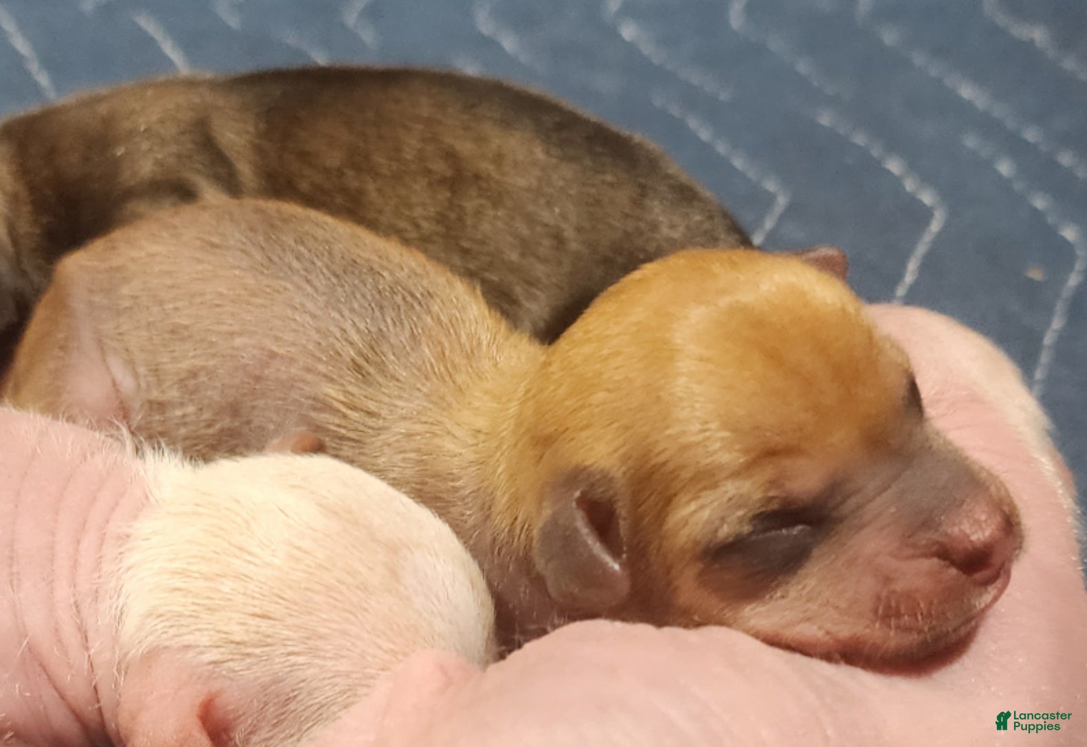 Mixed Breed dogs Dakota - Ad 6