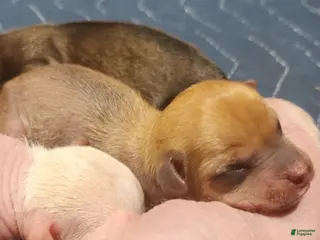 Mixed Breed dogs Dakota - Ad 6